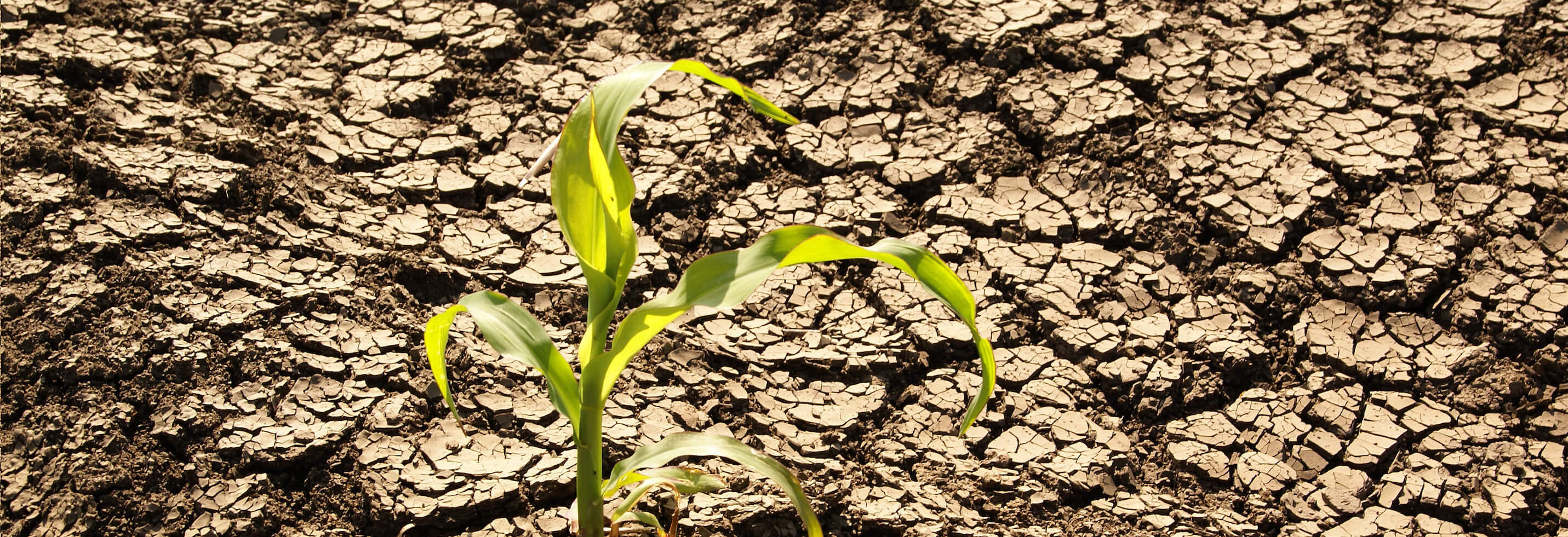 Dry soil_Plant-1